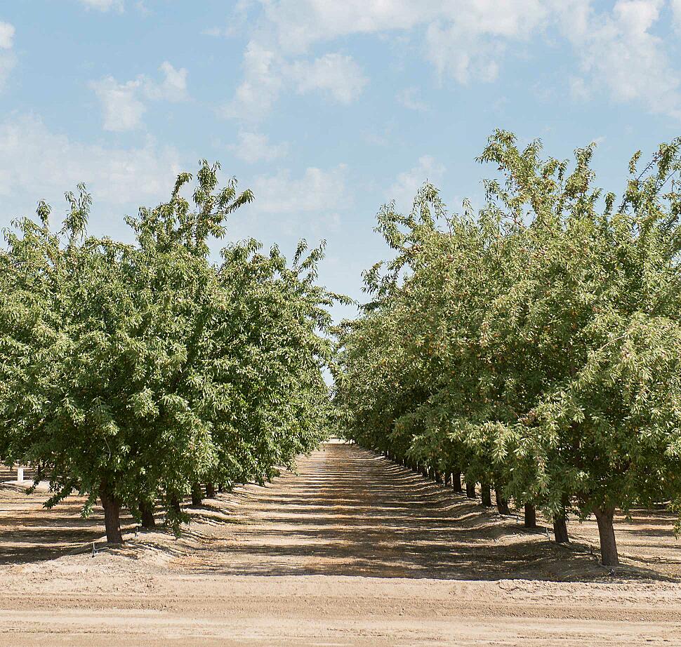 Where Central Valley Flavors Meet Creamy Favorites
