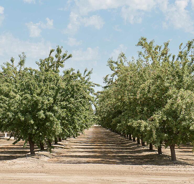 Where Central Valley Flavors Meet Creamy Favorites
